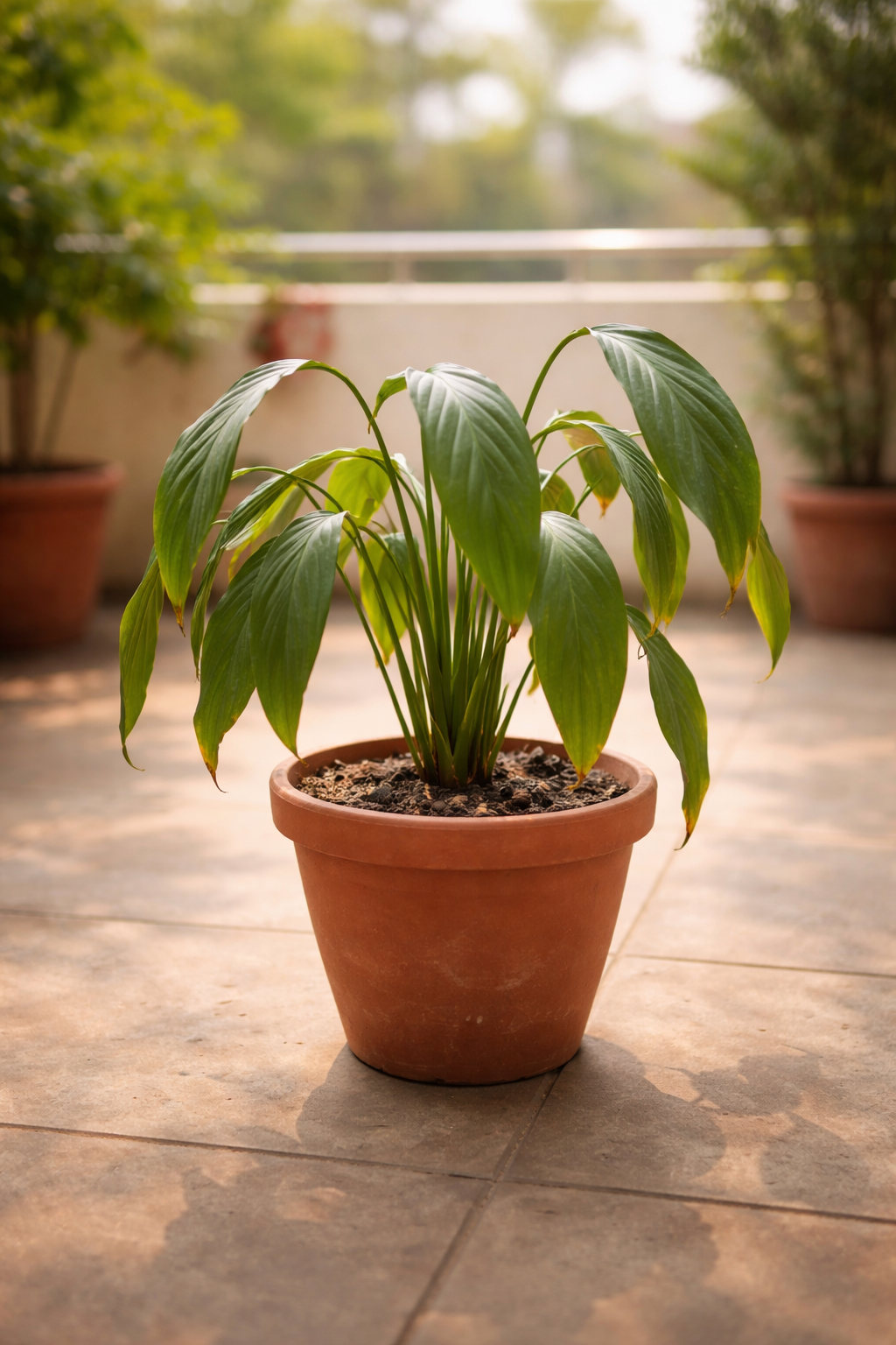 Plants getting weak - पौधे मुरझा रहे