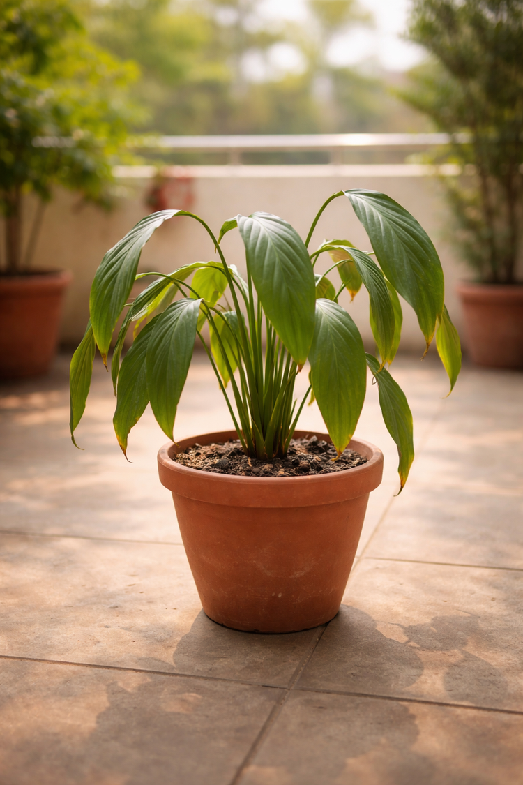 Plants getting weak - पौधे मुरझा रहे