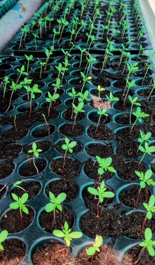 Seed Germination Tray