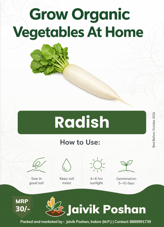 Mooli - Radish