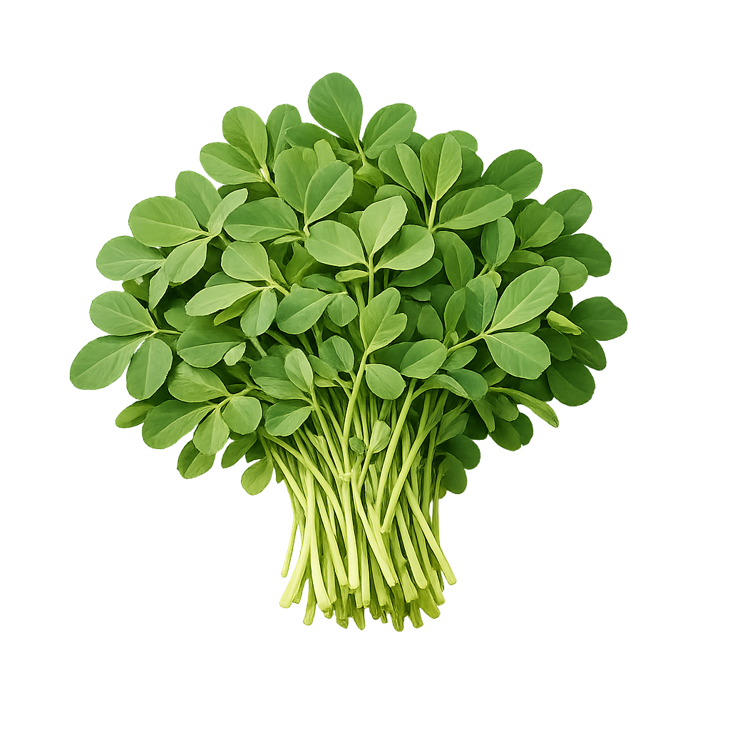 Methi - Fenugreek