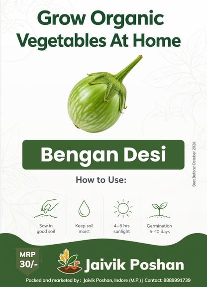 Desi Bengan - Brinjal